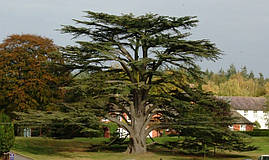 Кедр ліванський 4 річний, Кедр ливанский, Cedrus libani, фото 2