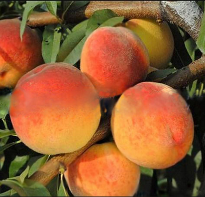 Саджанці персика середньопізнього сорт Вайн Голд, підщепа алича