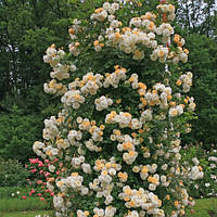 Троянда "Ghislaine de Feligonde"
