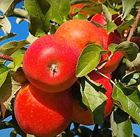 Саженцы яблони Пинова
