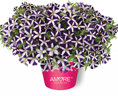 Amore purple heart - фото 1 - id-p2062430167