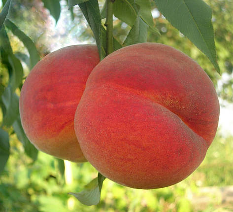 Саженцы персика сорт Лакомий, фото 2