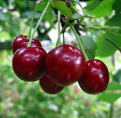 Саджанці вишні сорт Пустунка, підщепа магалєпка