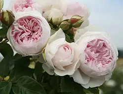 Троянда флорибунда "Herzogin Christiana"