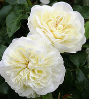 Троянда флорибунда "Lady Romantica"