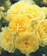 Троянда шраб "Anny Duperey"