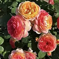 Троянда шраб "Rosomane Janon"