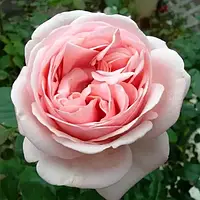 Троянда ч/г "Афродіта"