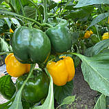 Бачата F1 (100 нас.) насіння перцю солодкого Rijk Zwaan, фото 2