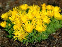 Делосперма yellow ice plant