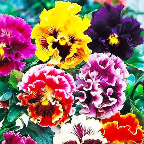 Віола Махрова суміш 0.1 г Яскрава, фото 1