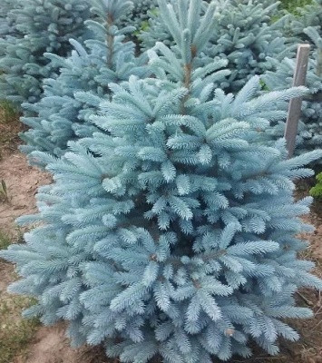 Ялина колюча "Glauca Kaibab"