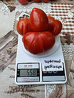 Насіння томату Червоний гребінець , Колекційні насіння помідорів , Семена томатов