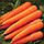 Морква Королева Осені, 2 гр., фото 2
