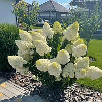 ГОРТЕНЗІЯ ВОЛОТИСТА 'ПОЛАР БЕР'  HYDRANGEA PANICULATA 'POLAR BEAR', С2