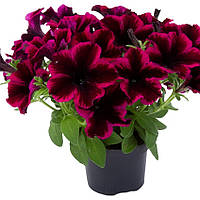 Go-Tunia Cosmic Violet