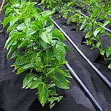 Агроволокно Agreen чорне щільність 50 ЕASY-CARRY ROLLS (3,2х25), фото 7