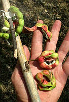 Набір насіння тамариндів три види: Оксамитовий, Індійський та Манільський