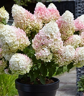 Гортензія волотиста Діамантіно  ( Hydrangea Diamantino)  C2