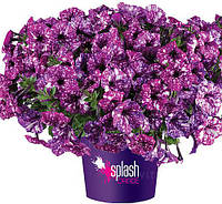 Splash Dance Purple Polka