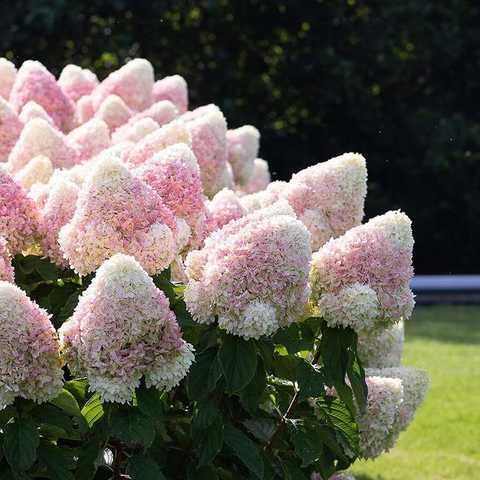 Гортензія волотиста Меджикал Світ Самер (Hydrangea paniculata Magical sweet summer)  С1,5