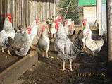 Добові курчата курей породи Борковська барвыстая, фото 3