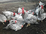 Добові курчата курей породи Борковська барвыстая, фото 5