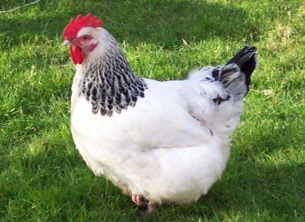 Суточные цыплята кур породы Адлерская серебристая - фото 1 - id-p2063244741