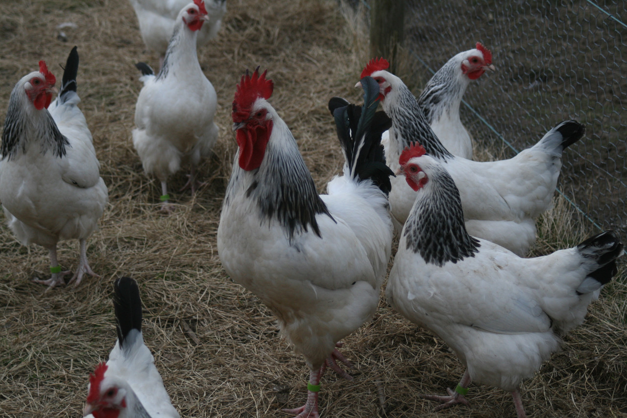 Суточные цыплята кур породы Адлерская серебристая - фото 2 - id-p2063244741