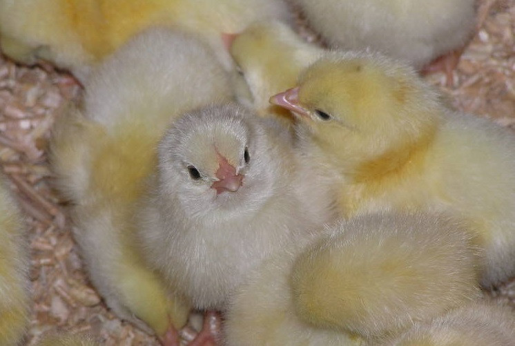 Суточные цыплята кур породы Адлерская серебристая - фото 3 - id-p2063244741