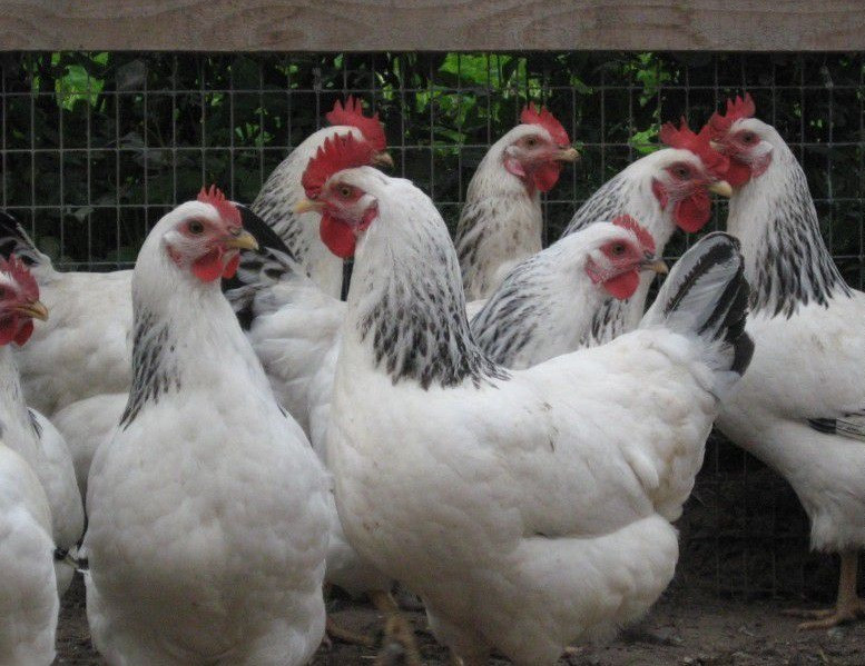 Суточные цыплята кур породы Адлерская серебристая - фото 4 - id-p2063244741