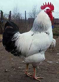 Суточные цыплята кур породы Адлерская серебристая - фото 5 - id-p2063244741