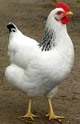 Суточные цыплята кур породы Адлерская серебристая - фото 6 - id-p2063244741