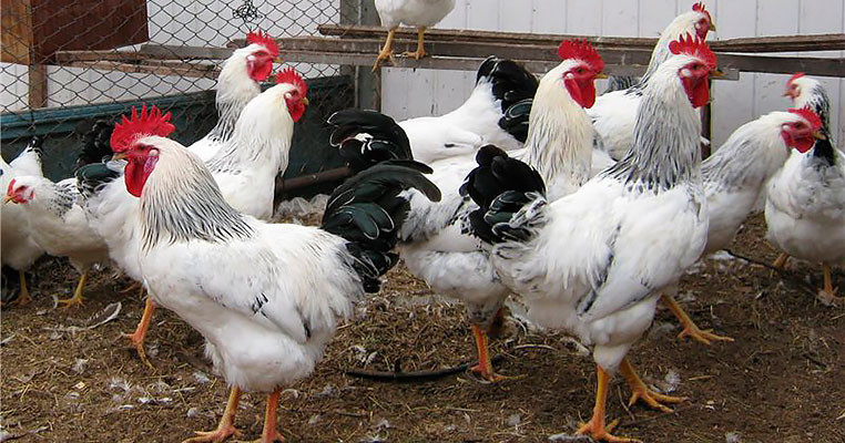 Суточные цыплята кур породы Адлерская серебристая - фото 7 - id-p2063244741