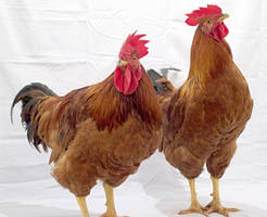 Підрощені курчата м'ясо-яєчної породи Ред бро