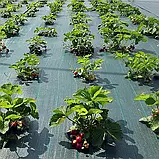 Агротканина Agreen чорна мульчуюча щільність100 г/м2 (1.6х100м), фото 8