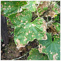 Чим небезпечний кладоспоріоз (бура плямистість) та як з ним боротися?