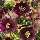 Морозник махровий Ellen Purple, фото 5