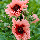 Мак східний багаторічний Pink Ruffles, фото 5