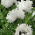 Мак східний багаторічний White Ruffles, фото 4
