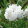 Мак східний багаторічний White Ruffles, фото 3