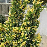 Ялівець китайський Kaizuka Variegata 3 річний, Можжевельник китайский Кайзука Вариегата, Juniperus chinensis