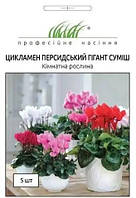 Цикламен Гігант суміш 5 шт