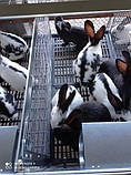 Трап на дно клітки для кроликів 50х50, фото 6
