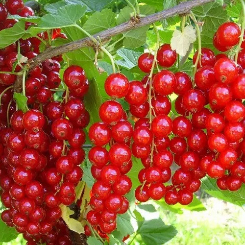 Смородина червона " Ненаглядна ", фото 1