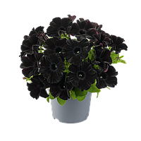 Go-Tunia Black