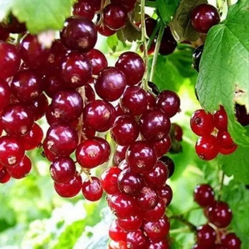 Смородина червона " Іллінка ", фото 1