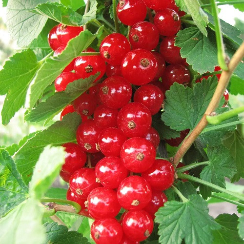 Смородина червона " Нива ", фото 1