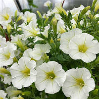 Сурфиния Littletunia White