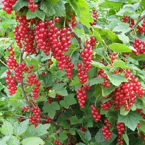 Смородина червона " Улюблена ", фото 1